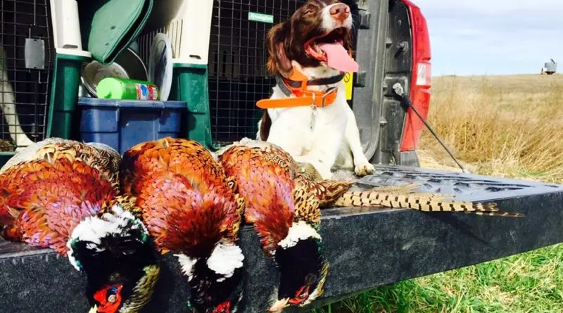 Brittany Spaniel Pheasant Hunting