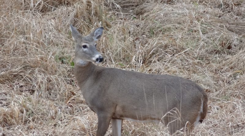 Whitetail doe on alert