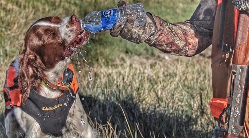 A hunter watering his Brittany spaniel