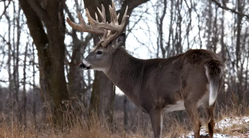 Big whitetail deer