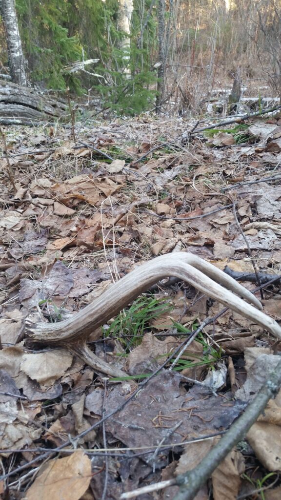 A large shed whitetail deer antler, found while shed hunting