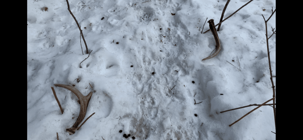 A pair of shed White tail deer antlers