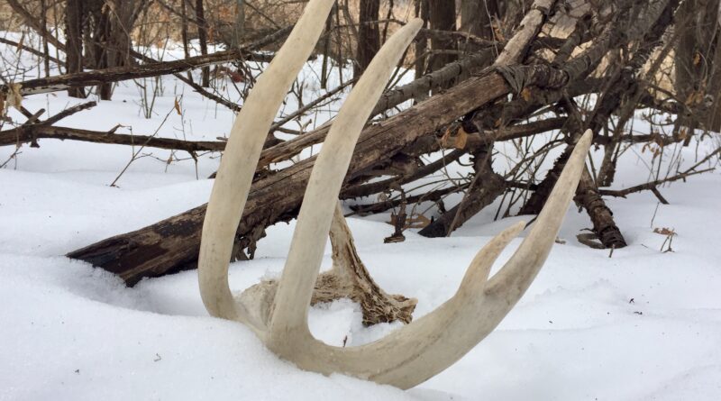 Large Whitetail Antler