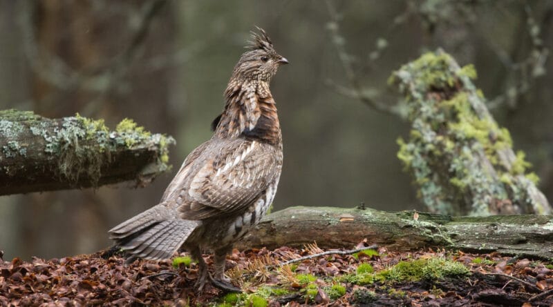 Ruffed Grouse