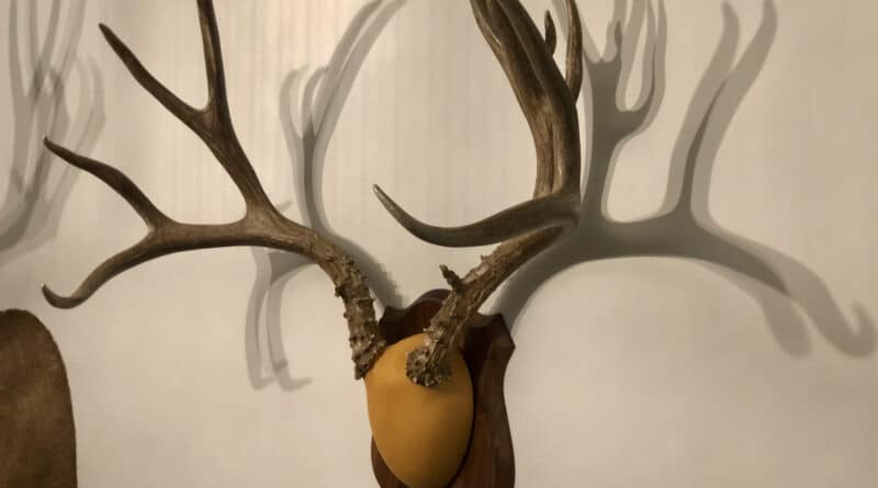 Mule Deer Antlers on a Wood Plaque