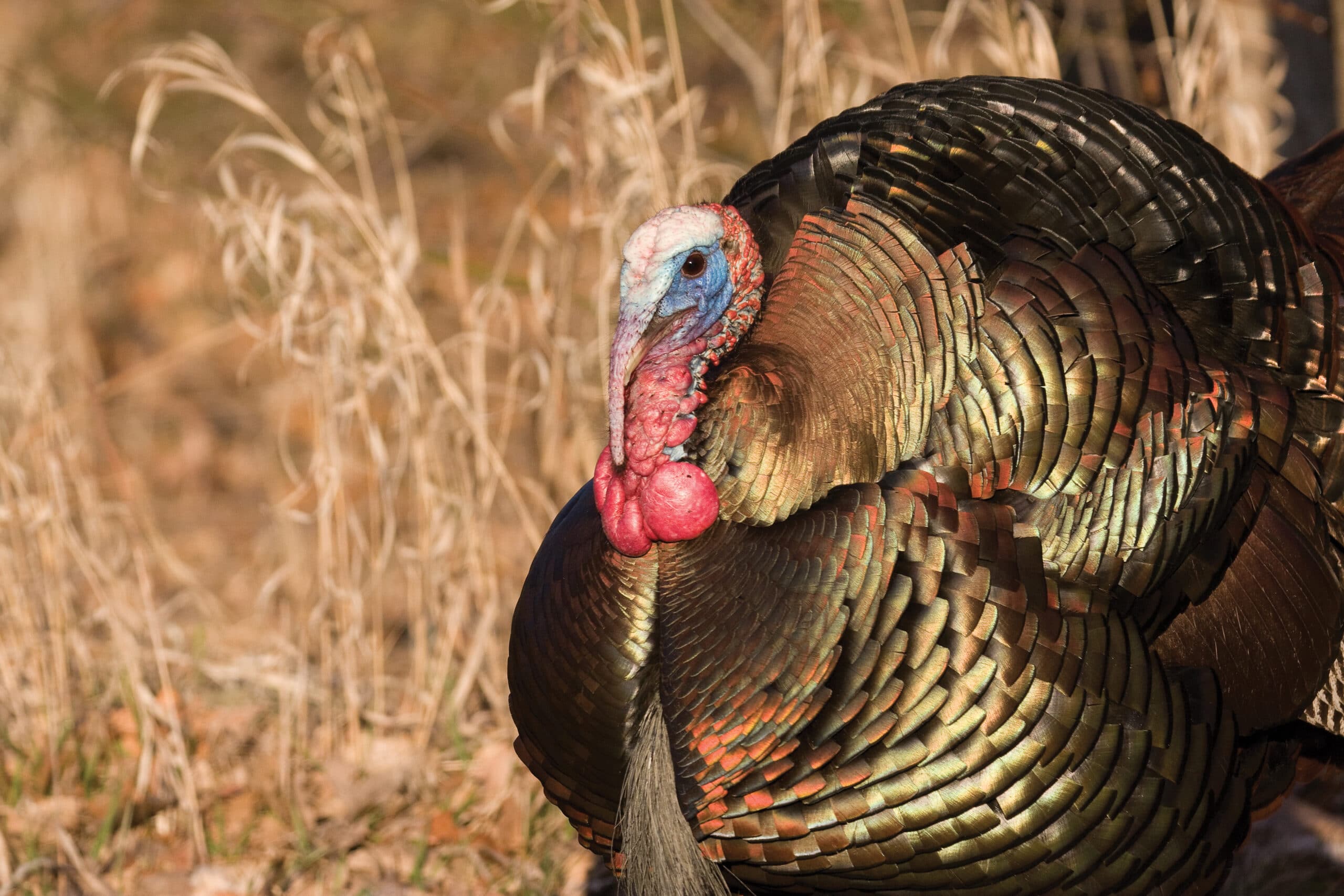 An Eastern Tom Turkey strutting in a field.