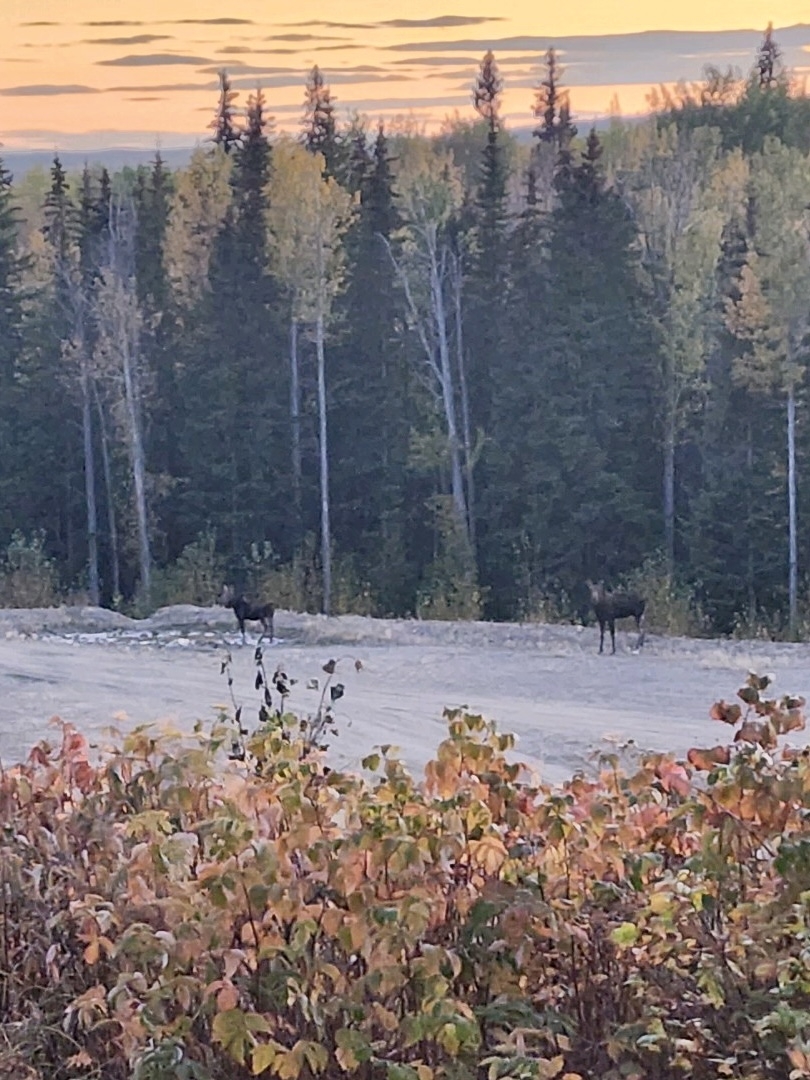 cow and calf moose cow and calf moose