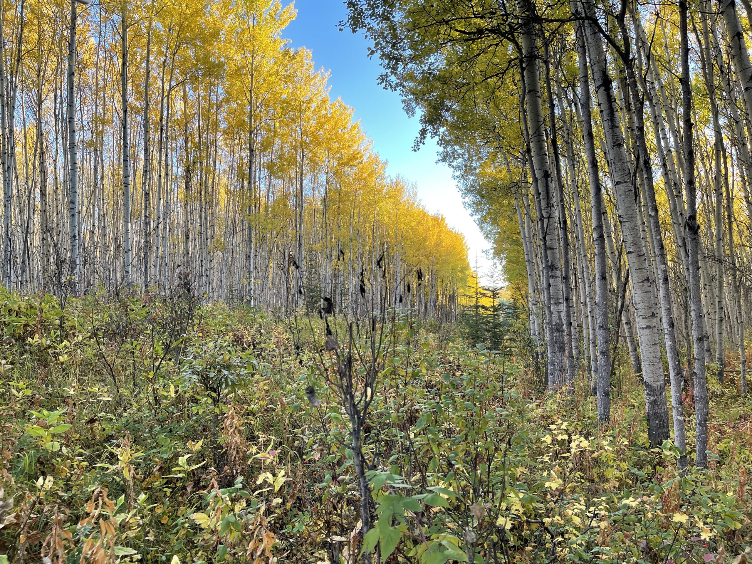 moose country moose country