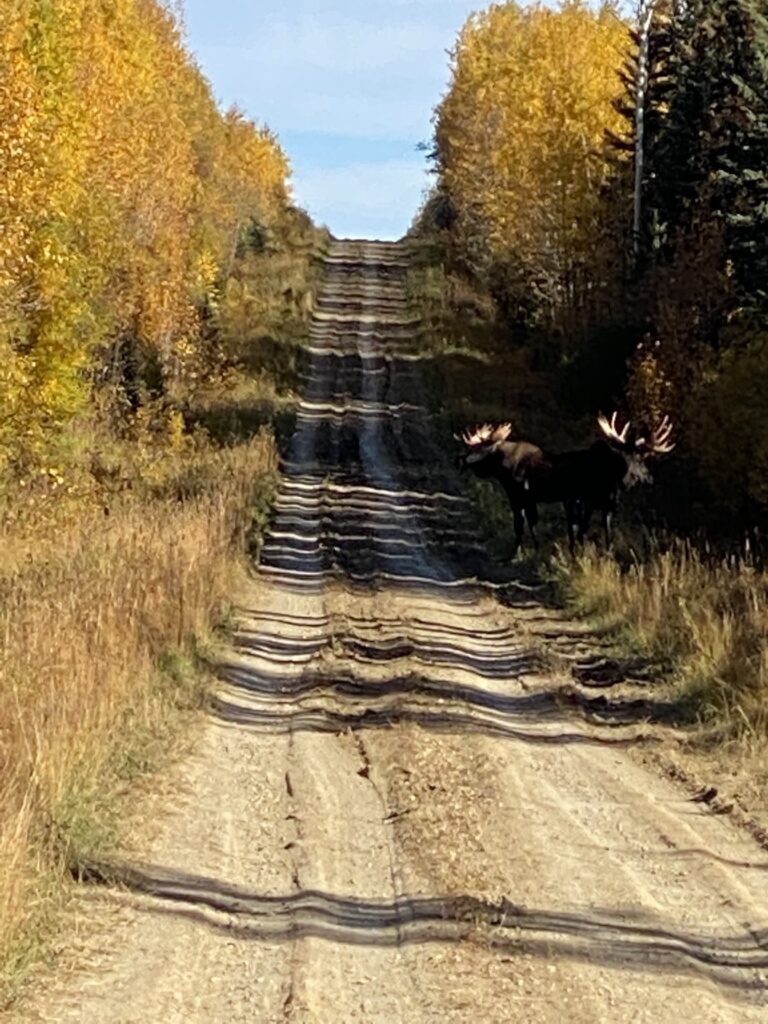 Bull moose on a logging road Bull moose on a logging road