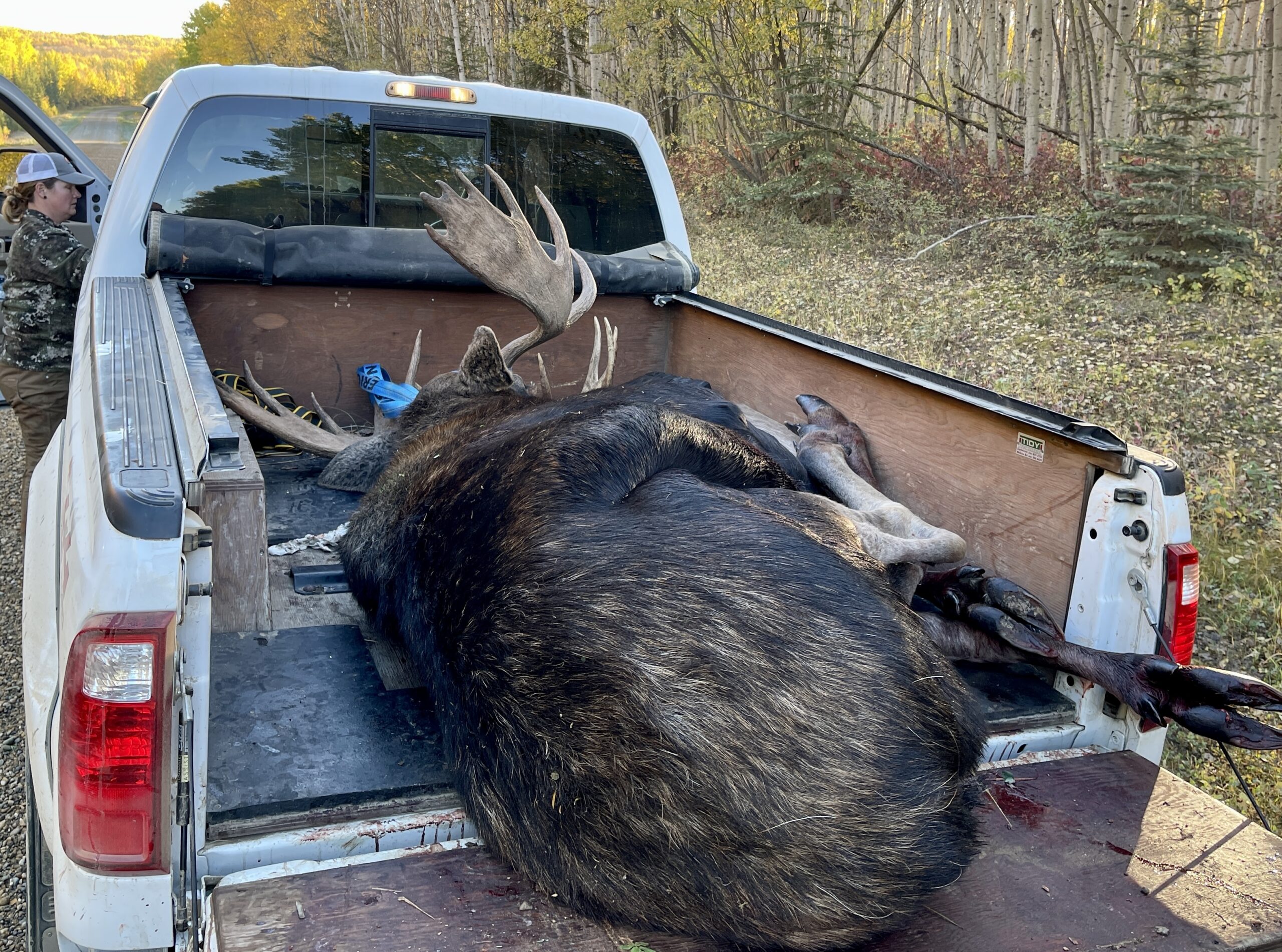 moose in truck moose in truck